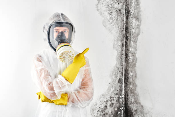 Why You Should Choose Our Mold Remediation Services in Auburn, IL